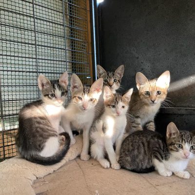 Alle Kitten