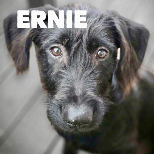 Ernie