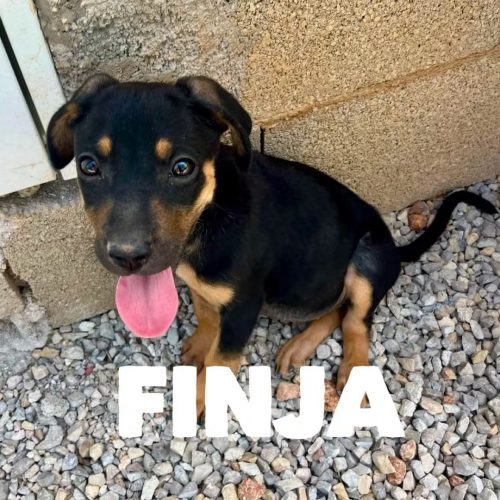 Finja I