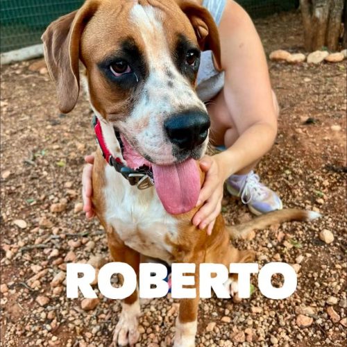 Roberto I