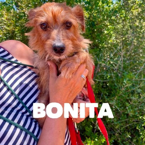 BONITA I