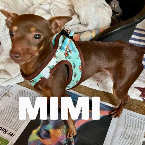 Mimi