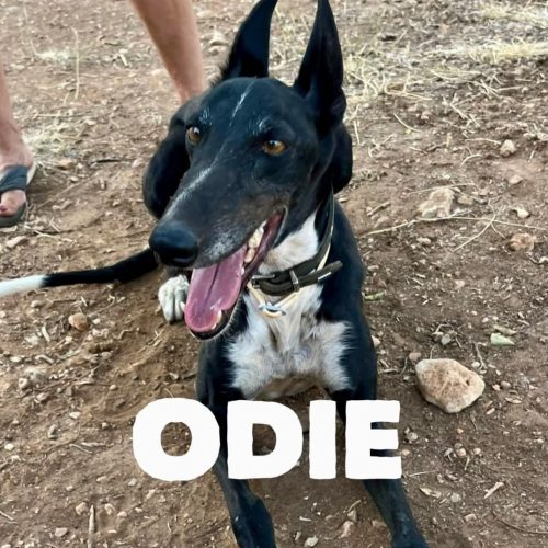 Odie