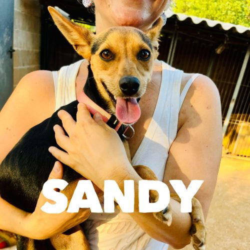 Sandy