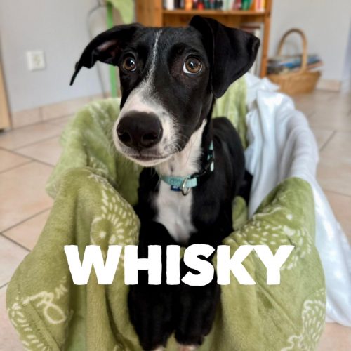 Whisky